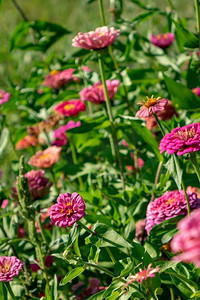 夏日图案摄影照片_夏天开出美丽的雪兰花。花卉自然布局为您的想法..夏日公园里不同的百日菊花朵。自然开花布局