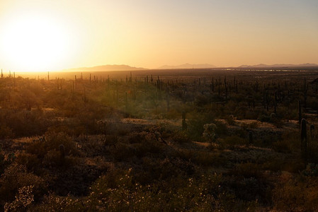 亚利桑那州皮卡乔峰州立公园附近的Saguaro仙人掌。10号州际公路背景可见