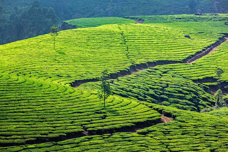 旅游景点摄影照片_喀拉拉邦印度旅行背景—绿茶种植园Munnar，喀拉拉邦，印度—旅游景点.印度喀拉拉邦Munnar的绿茶种植园