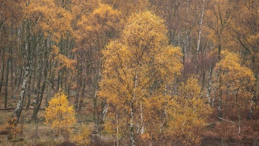 橙色风景摄影照片_美丽的充满活力的秋天风景在雾的山顶区在英格兰