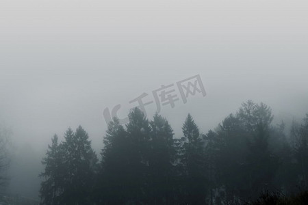 雾蒙蒙的森林风景，松树顶上笼罩着浓雾，在忧郁的时刻