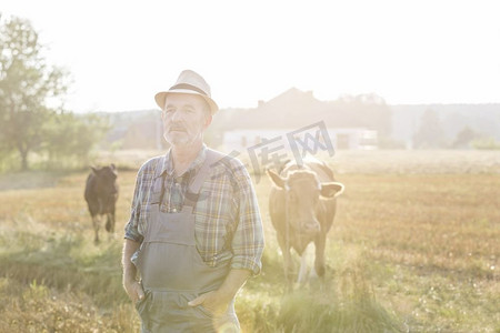 老农民双手插在口袋里站在农场里对抗奶牛的肖像