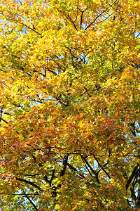 枫叶，秋天背景—金色的秋天