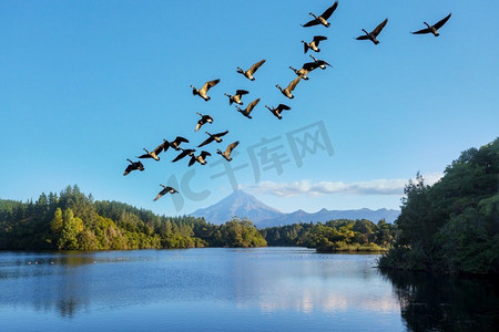 相约新西兰摄影照片_加拿大鹅在飞行，新西兰