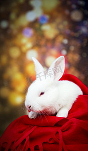 兔年招聘背景摄影照片_兔年兔子