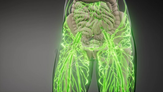 人体血管的科学解剖扫描.树图像素材