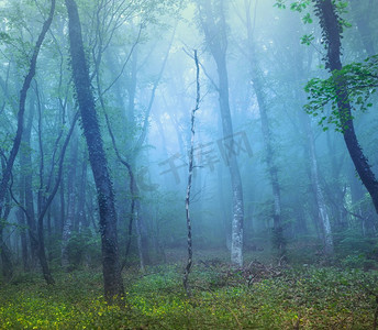 神秘的黑暗森林在雾与绿色的叶子和黄色的花。克里米亚美丽的春天早晨神奇的气氛。童话