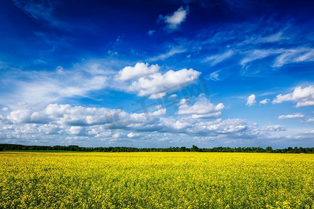 简约底纹黄色摄影照片_春天夏天背景—黄色的油籽油菜芥花领域与蓝天。春天夏天背景—油菜花领域与蓝天