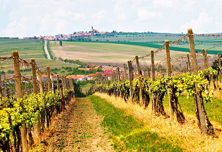 春天农村风景与绿色葡萄园和城镇在背景。捷克共和国南摩拉维亚的葡萄园。韦尔克巴甫洛夫维采镇