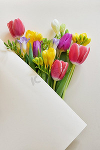 花束郁金香和小苍兰花在白纸上
