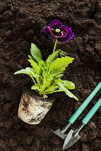 土壤肥沃摄影照片_三色堇花卉植物园艺工具肥沃的土壤