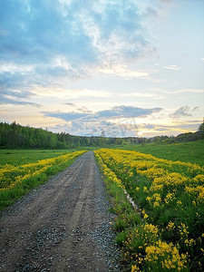 美丽的早晨风景，花草草地上有一条地面道路。农村地面公路