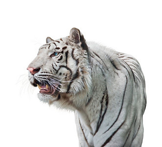 白虎肖像孤立在白色背景