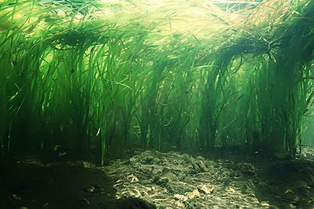水下淡水绿色景观/湖泊生态系统水下景观，藻类，绿色水，淡水