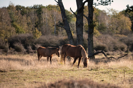 汉普郡摄影照片_秋季林地景观中美丽的新森林小马，四周秋色鲜艳