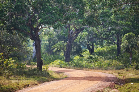 夏季森林中的乡村道路