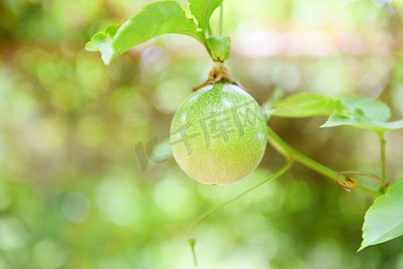 水果简笔画切片摄影照片_绿色百香果挂在葡萄藤在花园水果在夏天 