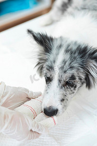 白色白色框摄影照片_受伤的狗爪肢上缠着白色绷带