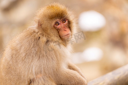 日本雪猴猕猴温泉温泉Jigokudan猴子公园，中野，日本