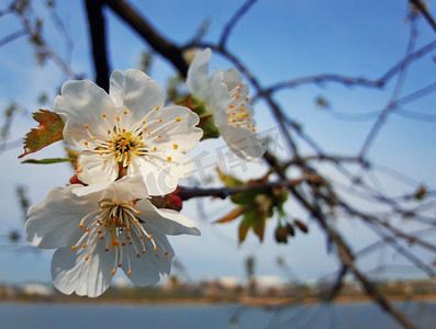 春天水果摄影照片_在蓝天的映衬下，果树盛开的特写。春天的樱花。