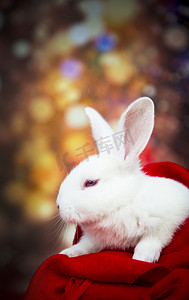兔年新年兔子摄影照片_兔子兔年