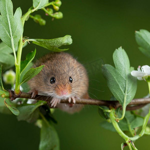 中性绿色自然背景白花叶上可爱的收获小鼠微鼠
