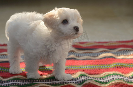 白色小狗马耳他狗坐在红地毯