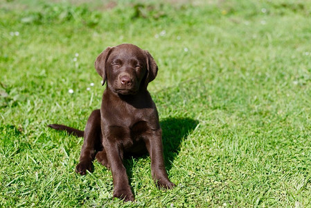 可爱的拉布拉多小狗闭着眼睛坐在草地上