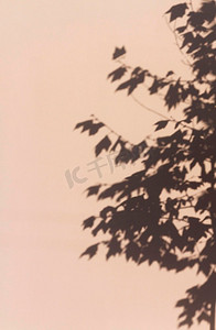 混凝土墙摄影照片_带树叶阴影的旧混凝土墙