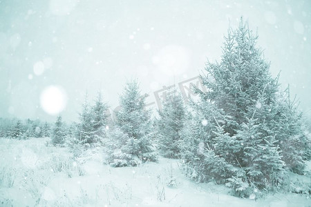 在圣诞森林里下雪的冬季景观