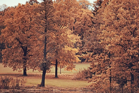 秋天的风景/秋天公园的黄色树木，明亮的橙色森林