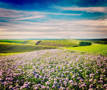 复古复古效果过滤潮人风格的图像滚动的领域摩拉维亚，捷克共和国与紫色花。摩拉维亚的丘陵地带