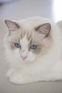 萌宠布偶猫宠物猫咪猫蓝眼睛摄影图配图