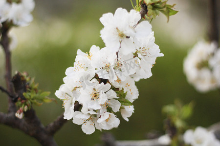 春天盛开的桃花摄影照片_春天盛开的白色桃花