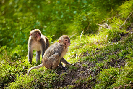 印度喜马恰尔邦希姆拉森林中的恒河猴。印度的恒河猴
