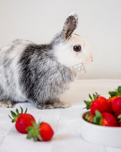 侧景可爱的兔子草莓