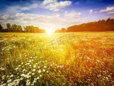 光线泄漏摄影照片_夏天开花的绿色草地领域与花与阳光和蓝天。有镜头闪光和光线泄漏。夏花期草地