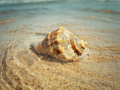 青春阳光的背景摄影照片_被海浪冲刷的大螺壳。暑假背景