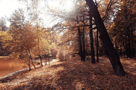 金色猪蹄子摄影照片_金色森林中的风景秋天
