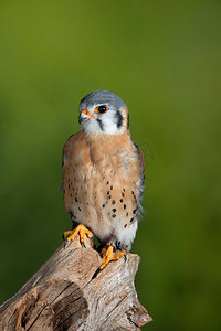 斑驳绿色自然背景工作室环境中美国红隼科的美丽肖像红隼食雀鹰