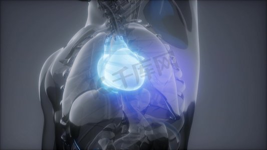 人体心脏的科学解剖扫描图人体心脏放射学检查
