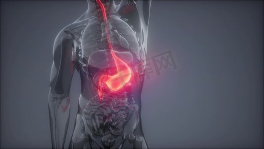 科学解剖扫描人体胃部发光。人体胃部放射学检查