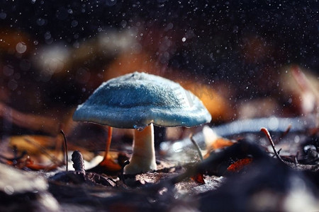 小毒蘑菇，魔术图片