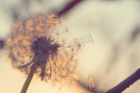 口水球摄影照片_春暖花开的草地上吹口水球。日落模糊背景。