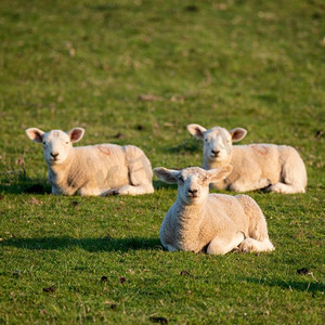 赛季摄影照片_美丽的年轻春天羔羊在清晨的阳光在英国乡村