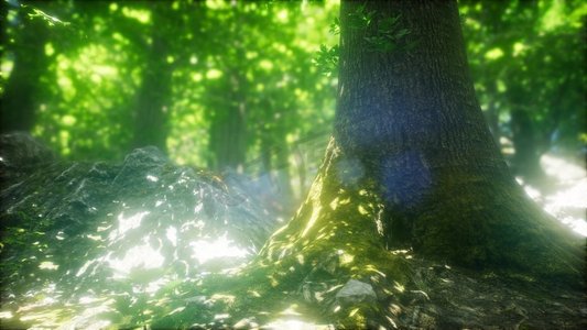 阳光透过山毛榉树的天然森林，覆盖地面的蕨类植物。阳光照射山毛榉天然林