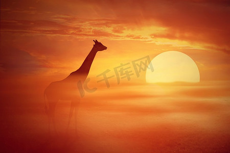 一只孤独的长颈鹿在雾蒙蒙的橙色落日的映衬下的剪影。非洲大草原野生生物景观屏幕保护程序