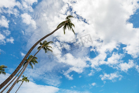 costa摄影照片_棕榈在热带海滩