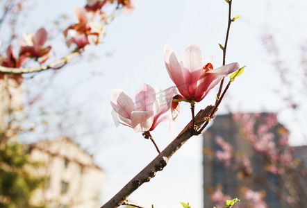 春天里树上粉色玉兰花特写