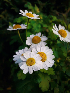 近拍白色雏菊花，洋甘菊，在一个夏天的绿色草地。